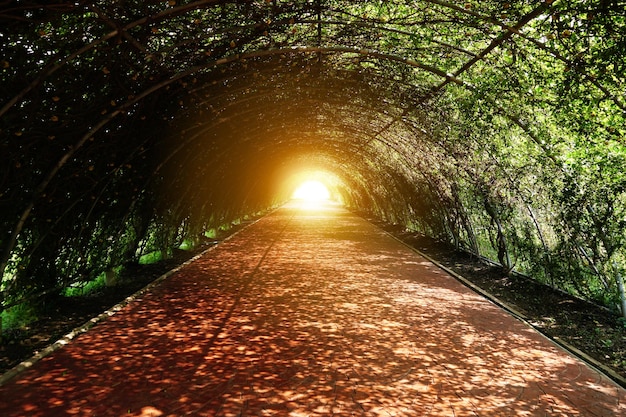 Um Túnel Longo de Árvores com a Luz do Sol Iluminando o Fim, Criando um Caminho Sereno e Aconchegante.
